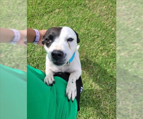 Medium Photo #2 American Pit Bull Terrier-Unknown Mix Puppy For Sale in Corpus Christi, TX, USA