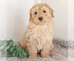Puppy 2 Goldendoodle