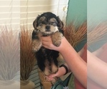 Small Photo #8 Shih Apso Puppy For Sale in SCOTTSDALE, AZ, USA