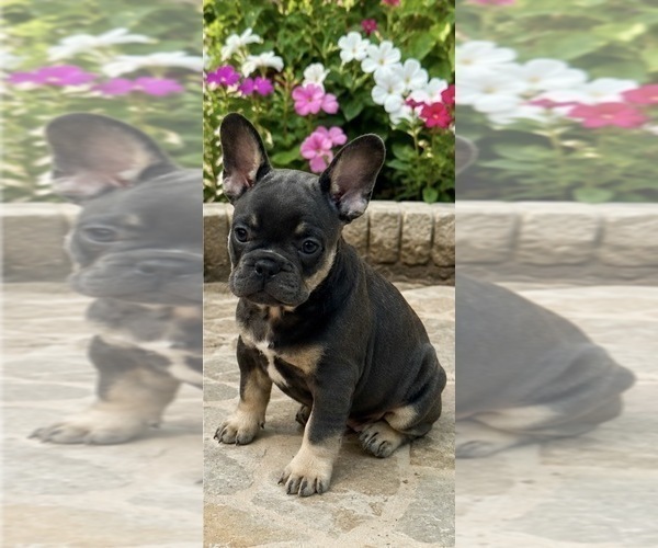 Medium Photo #2 French Bulldog Puppy For Sale in LAWRENCEVILLE, GA, USA