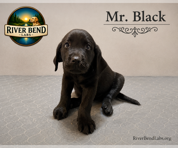 Medium Photo #1 Labrador Retriever Puppy For Sale in WHITNEY, TX, USA