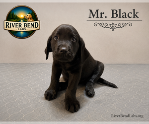 Medium Labrador Retriever