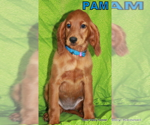 Irish Setter Puppy for sale in EXCELSIOR SPRINGS, MO, USA
