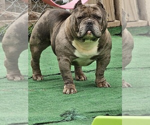 Father of the American Bully puppies born on 01/04/2023