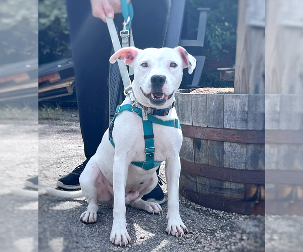 Medium Photo #5 American Staffordshire Terrier-Unknown Mix Puppy For Sale in Raleigh, NC, USA