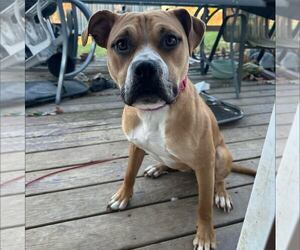 American Staffordshire Terrier-Unknown Mix Dogs for adoption in New Oxford , PA, USA