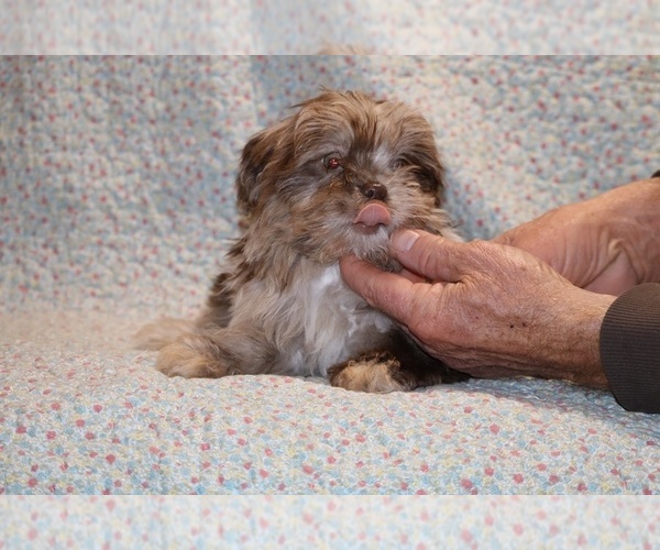 Medium Photo #6 ShihPoo Puppy For Sale in DYERSBURG, TN, USA