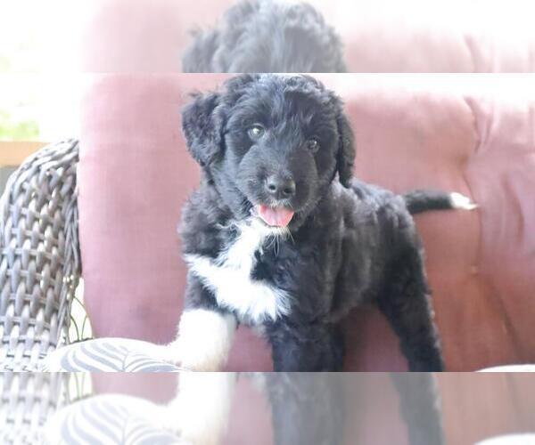 Medium Photo #11 Aussiedoodle Puppy For Sale in CONWAY, SC, USA