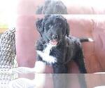 Small #10 Aussiedoodle