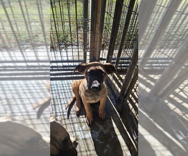 Medium Photo #2 Mutt Puppy For Sale in Sebec, ME, USA