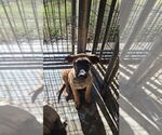 Small #1 Mutt