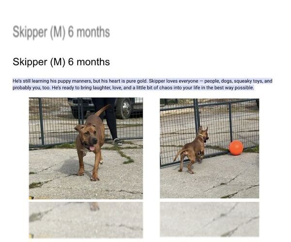 Medium Photo #1 Mutt Puppy For Sale in Martinsburg, WV, USA