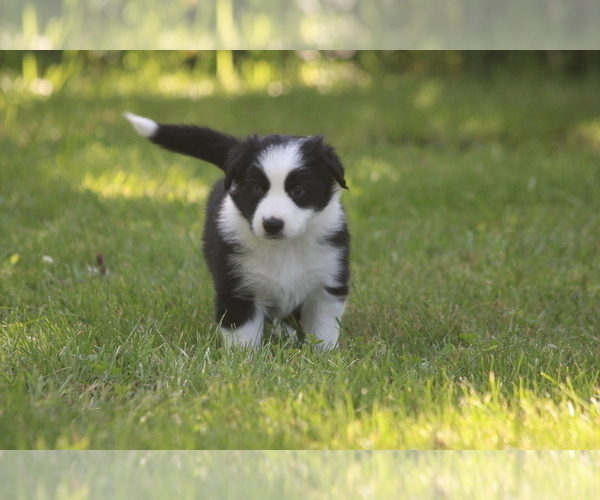 Medium Photo #6 Border Collie Puppy For Sale in BERRIEN SPRINGS, MI, USA