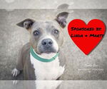 Small #4 American Pit Bull Terrier Mix