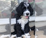 Small Photo #6 Bernedoodle Puppy For Sale in MIAMISBURG, OH, USA