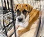 Small Anatolian Shepherd