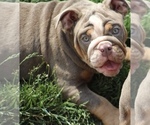 Small Photo #22 English Bulldog Puppy For Sale in HAGERSTOWN, MD, USA