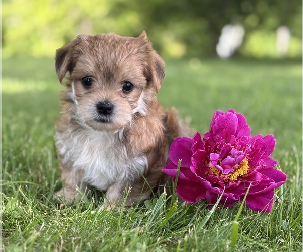 Medium Photo #2 Morkie Puppy For Sale in ROCK STREAM, NY, USA