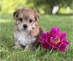 Small #1 Morkie