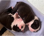 Small #6 Boston Terrier
