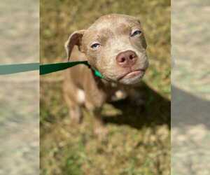 American Pit Bull Terrier Dogs for adoption in Fuquay-Varina, NC, USA