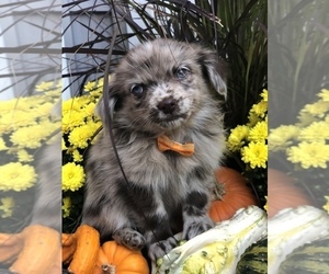 Chiranian Puppy for sale in BALTIMORE, MD, USA