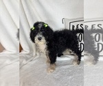 Small #1 Bernedoodle
