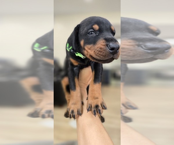 Medium Photo #24 Doberman Pinscher Puppy For Sale in WHEELING, IL, USA