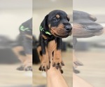 Small #2 Doberman Pinscher