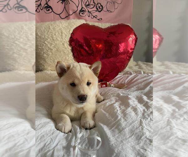 Medium Photo #1 Shiba Inu Puppy For Sale in CRYSTAL LAKE, IL, USA