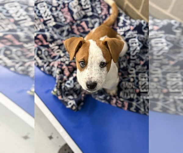 Medium Photo #1 Mutt Puppy For Sale in MIDWAY, UT, USA