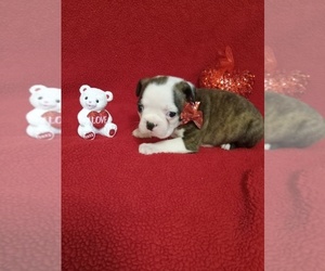 Boston Terrier Puppy for sale in PATRIOT, OH, USA
