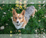 Small Photo #1 Pembroke Welsh Corgi Puppy For Sale in MILLERSBURG, IN, USA