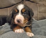 Small #10 Bernese Mountain Dog