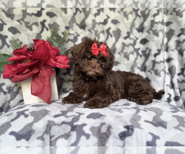 Medium Photo #9 ShihPoo Puppy For Sale in LAKELAND, FL, USA