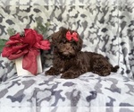 Small #8 ShihPoo