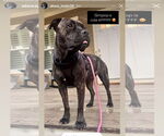 Small #7 American Staffordshire Terrier-Boxer Mix