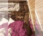Small Photo #1 Goldendoodle Puppy For Sale in BEAN BLOSSOM, IN, USA