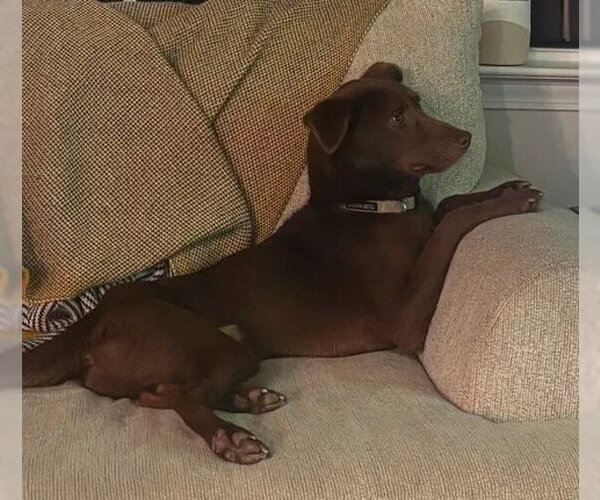 Medium Photo #5 Australian Kelpie-Labrador Retriever Mix Puppy For Sale in Holly Springs, NC, USA