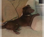 Small #4 Australian Kelpie-Labrador Retriever Mix