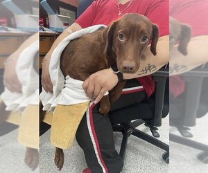 Dachshund-Labrador Retriever Mix Dogs for adoption in Pasadena, TX, USA