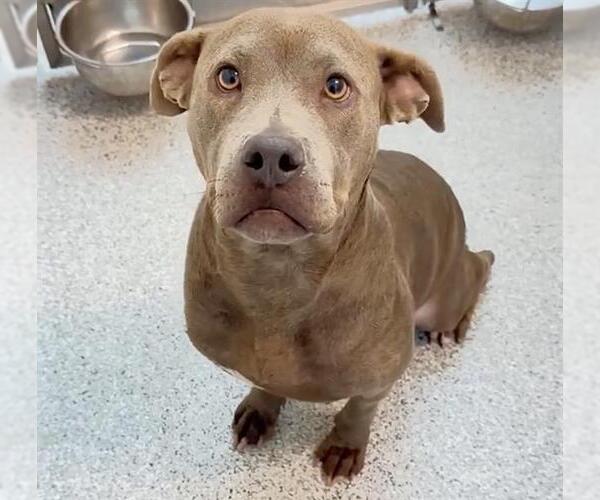 Medium Photo #2 Mutt Puppy For Sale in Houston, TX, USA