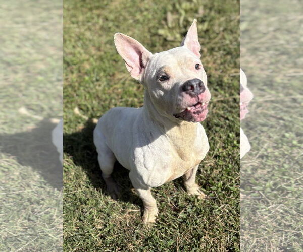 Medium Photo #2 American Pit Bull Terrier-Unknown Mix Puppy For Sale in Virginia Beach, VA, USA
