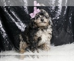 Small #4 Poodle (Miniature)