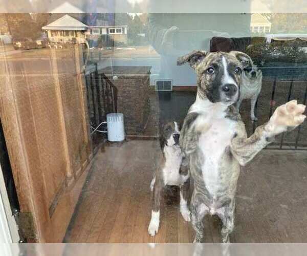 Medium Photo #4 American Pit Bull Terrier-American Staffordshire Terrier Mix Puppy For Sale in Wenonah, NJ, USA