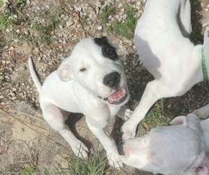 Dogo Argentino Puppy for Sale in INTERLACHEN, Florida USA