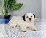 Small Photo #4 Zuchon Puppy For Sale in FRANKLIN, IN, USA