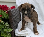 Puppy Thor Boxer