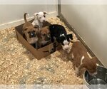 Small Boxer-German Shepherd Dog Mix