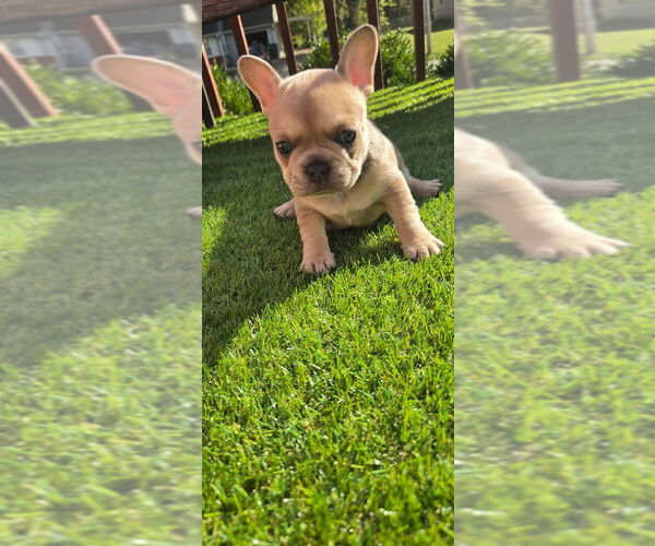 Medium Photo #1 French Bulldog Puppy For Sale in LEAVENWORTH, KS, USA